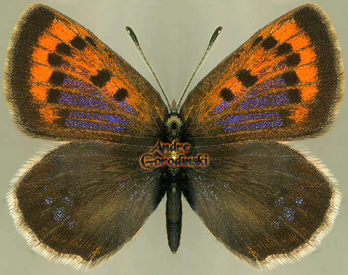 http://www.gorodinski.ru/lycaenidae/Lycaena standfussi female.jpg